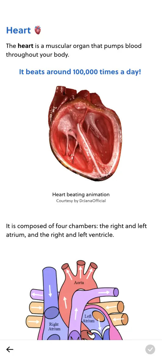 IMAT Mentor heart anatomy preview on mobile