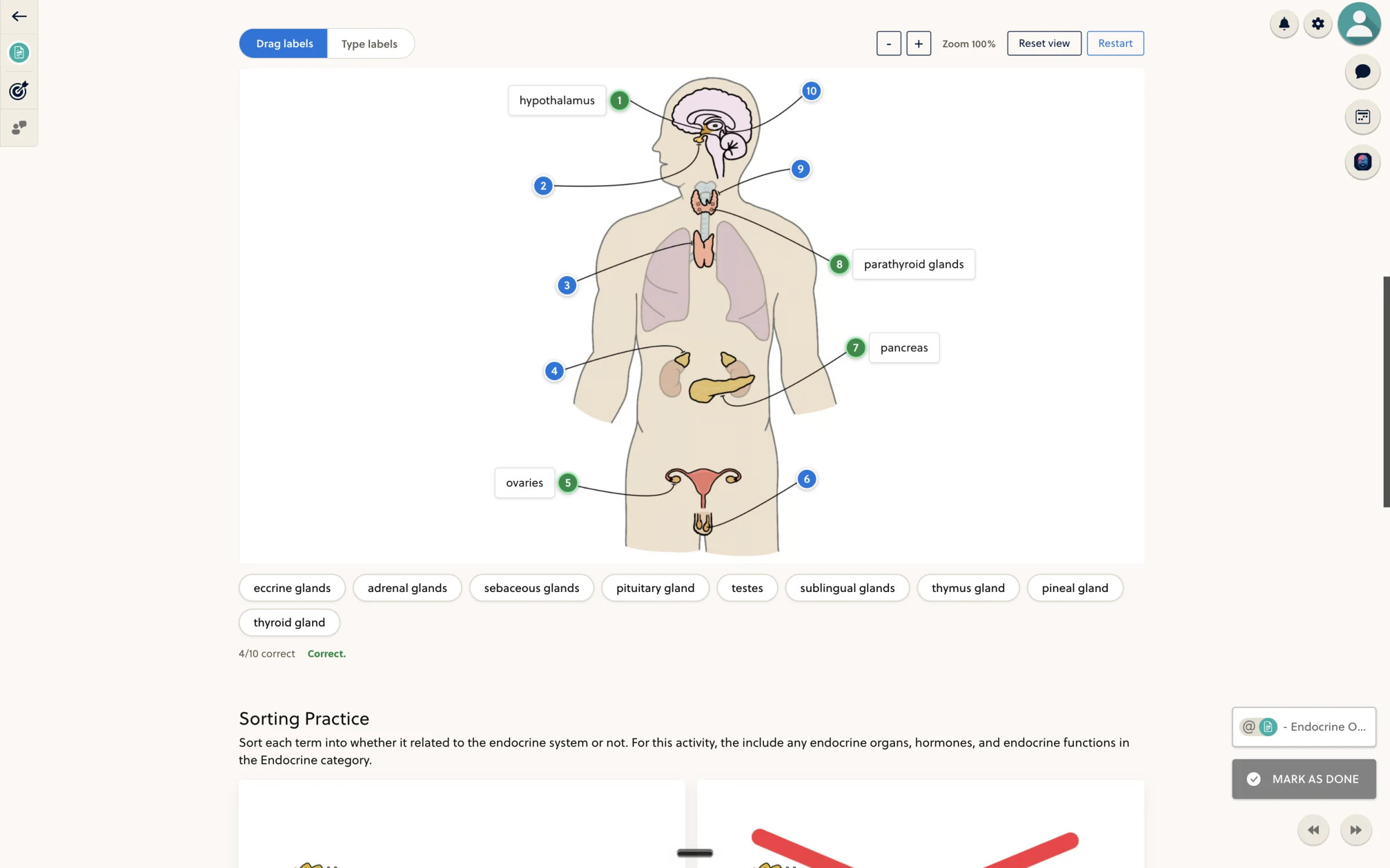 Interactive endocrine-system labeling activity